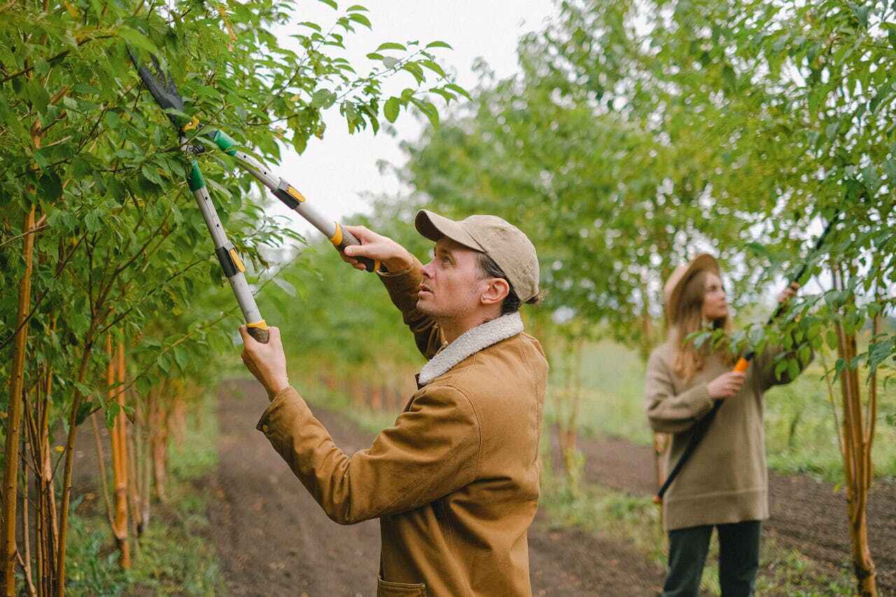 The Steps Involved in Our Tree Care Process in Menlo Park, CA